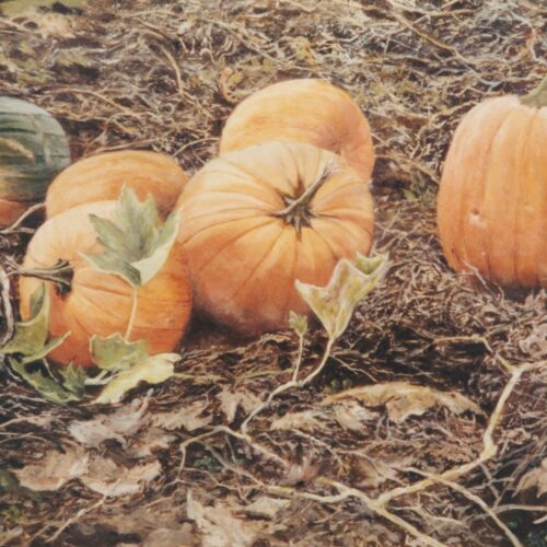 Still Life